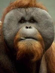 动物园的野生世界 第二季,动物园野生世界第二季深度揭秘